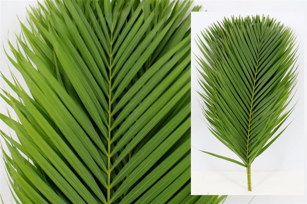 Chamaerops Leaves 150cm