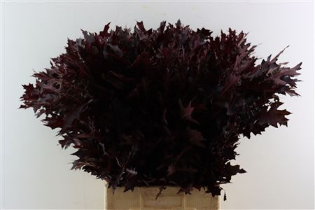Quercus Palastris Red Opgetrokken