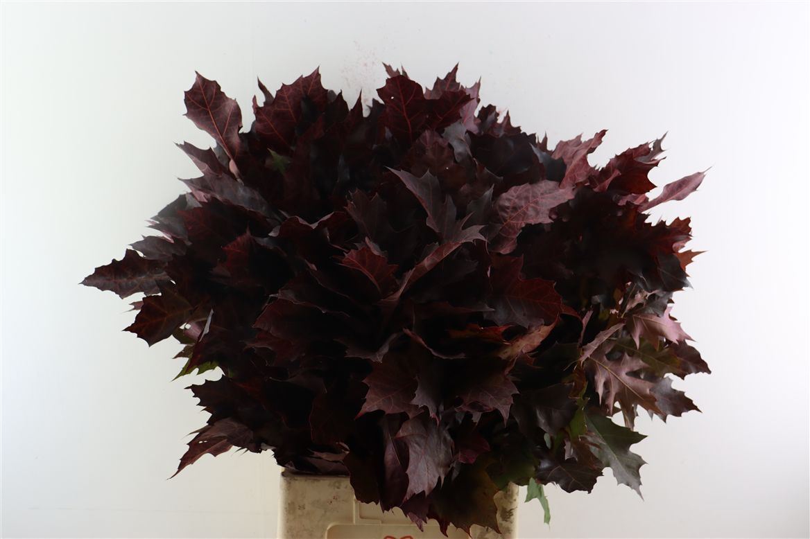 Ov Colrbehandeld 70cm