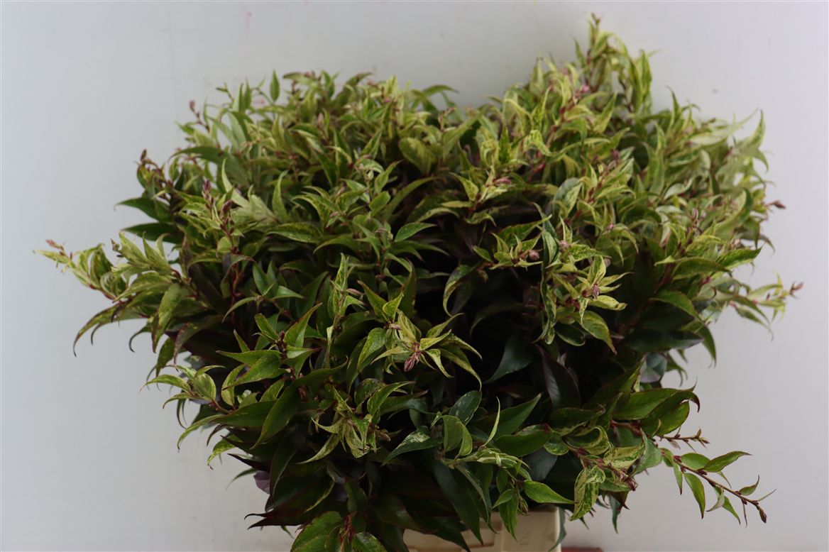 Leucothoe Walteriana 60cm