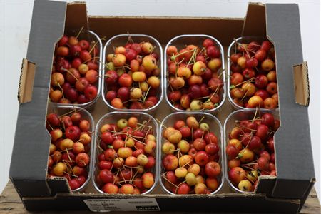 Sier Malusappel Mini Red X8