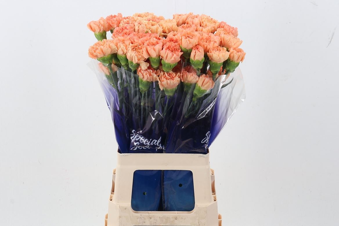 Dianthus Single Gobi 70cm