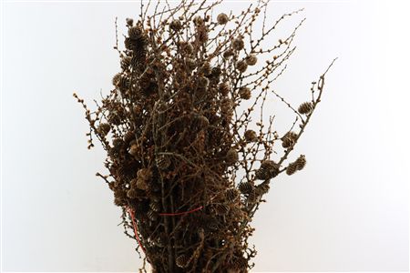 Larix Cone Bunch 70cm