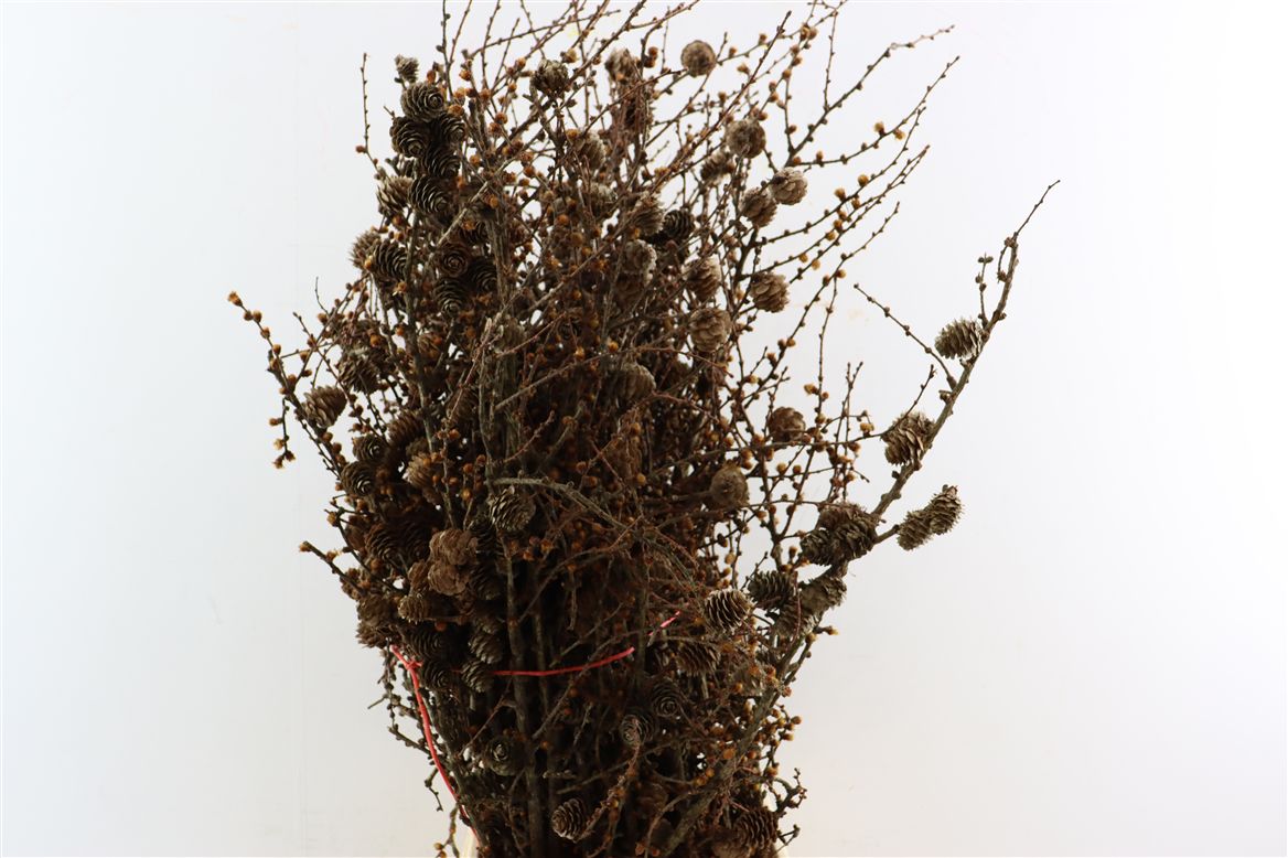 Larix Doos
