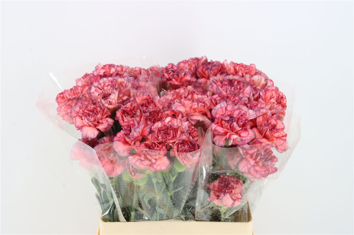 Dianthus Single Extravaganza 60cm