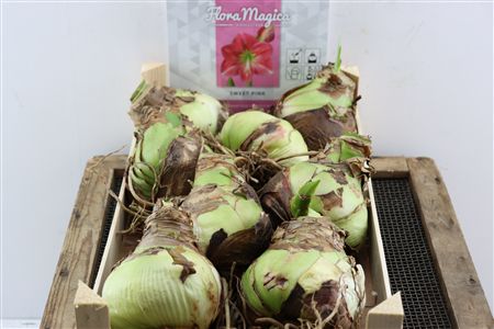 Bloembol Hipp Sweetpink