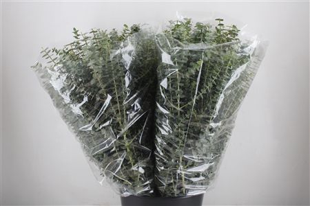 Euca Baby Blue 200gr P Bunch