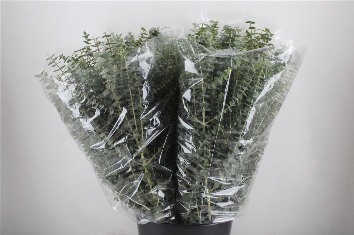 Eucalyptus Baby Blue 70cm 200gram