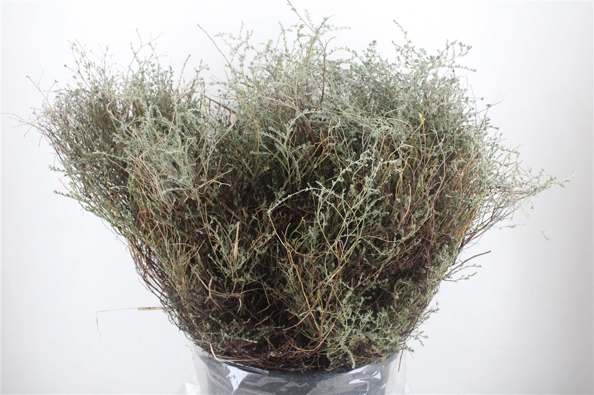 Thymus Capitatus Bs 70cm 400gram