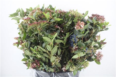 Viburnum Blooming Valery P Bunch