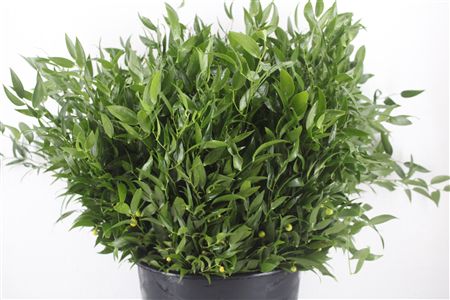 Ruscus Short 300gram P Bunch