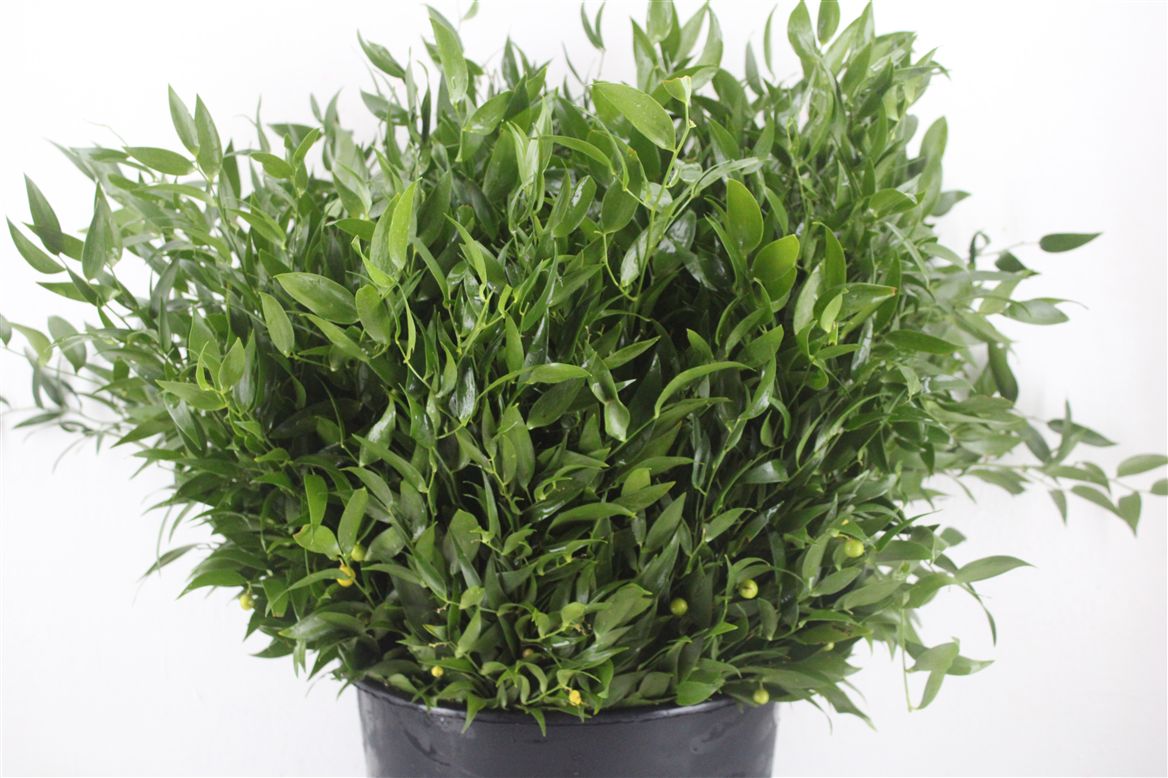 Ruscus Italian 300gram
