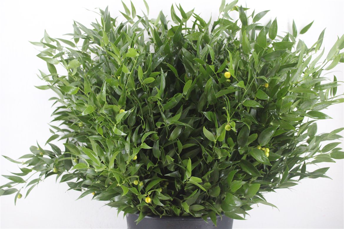 Ruscus Italian 400gram