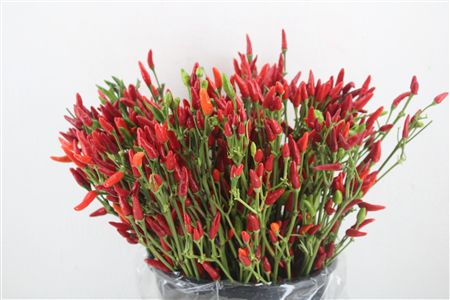 Pepers Paprika Rood Pbs
