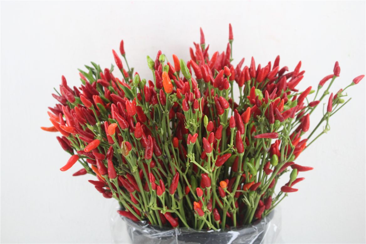 Sierpaprika Capsicum