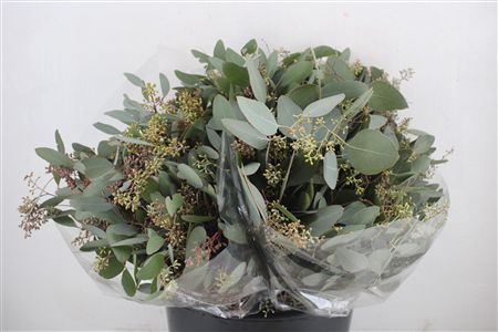 Euca Populus Berry Short 150gr P Bunch