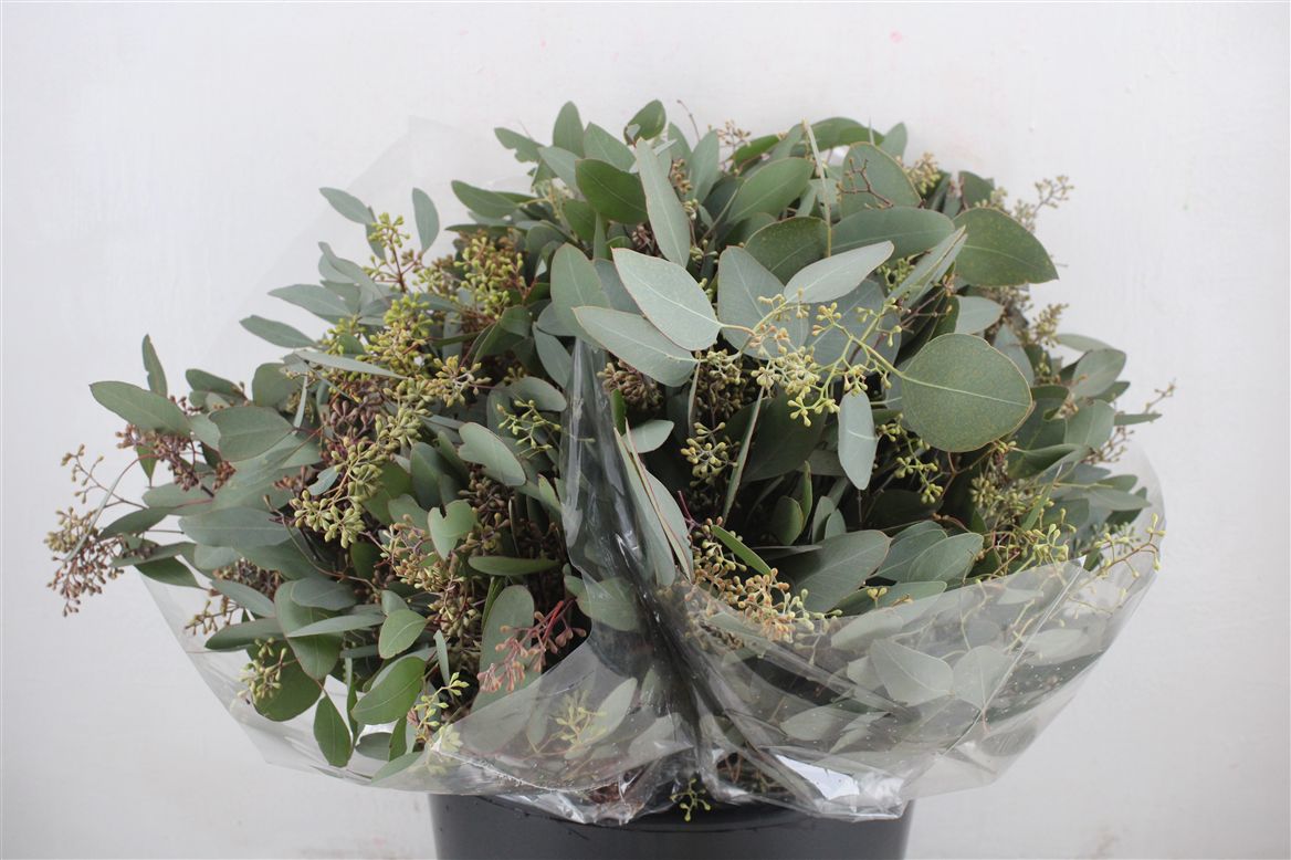 Eucalyptus Bnch Polyanthemos Fru 45cm 150gram
