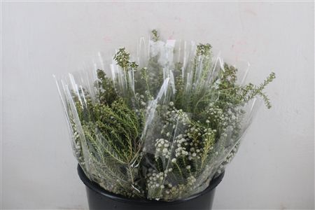 Phillica Herbs P Bunch