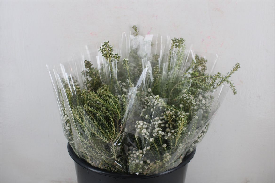 Overig Cutflowers 50cm 200gram