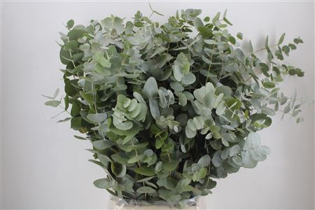 Euca Cinerea 300gr P Bunch