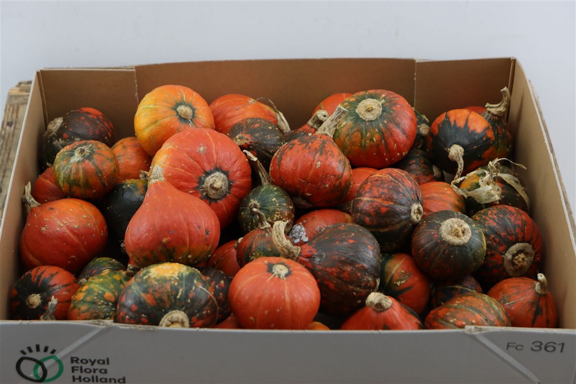 Ornamental Fruits Per Piece