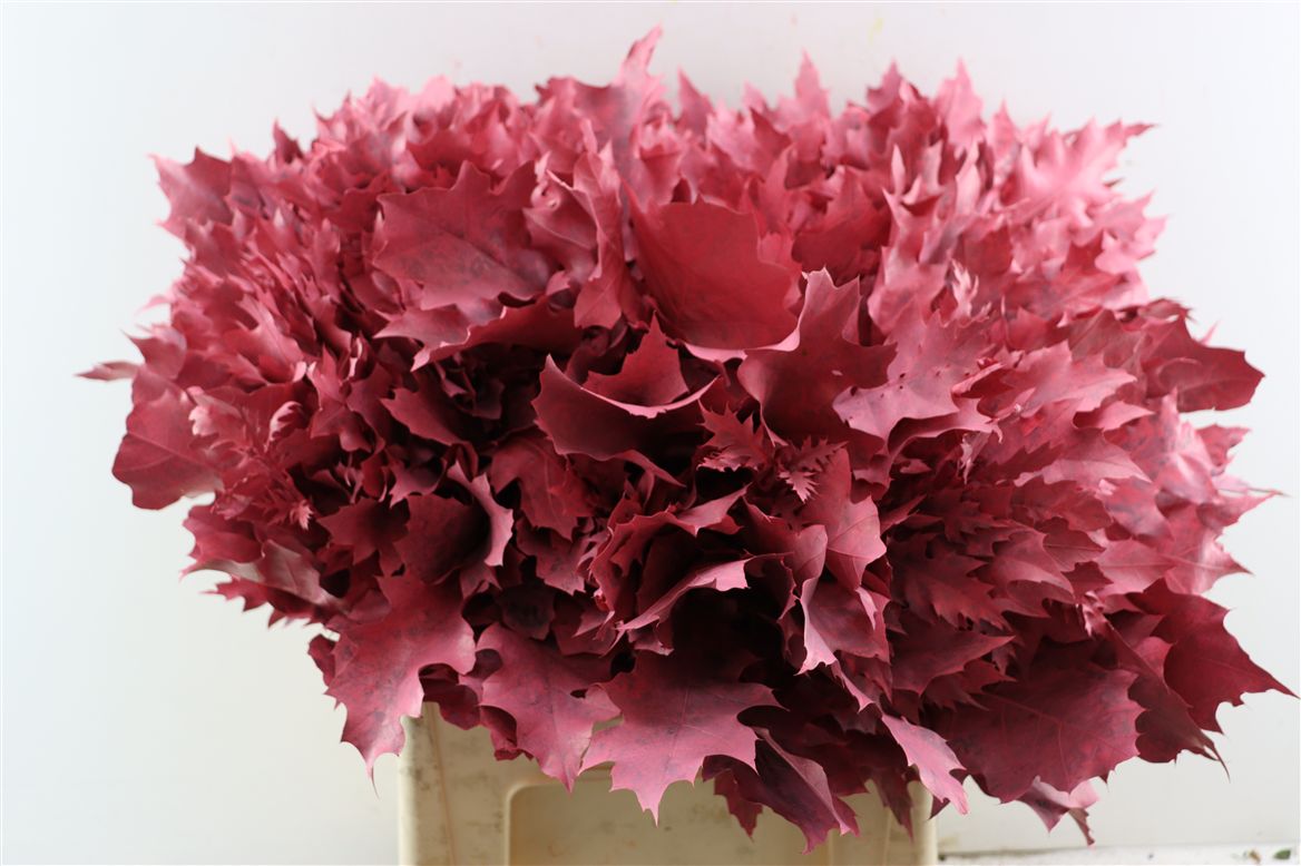 Quercus Rubra Ptd 60cm