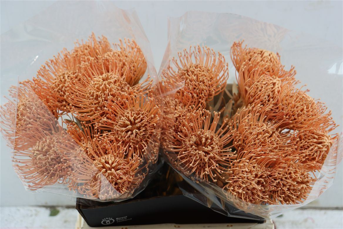 Leucospermum Naomi Painted 40cm