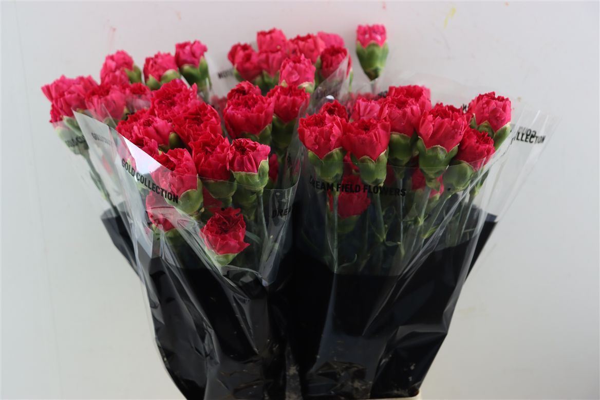 Dianthus Single Bizet 70cm
