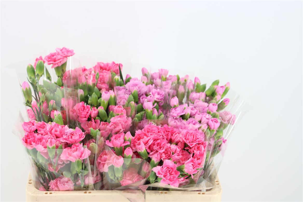 Dianthus Spray Mix 55cm