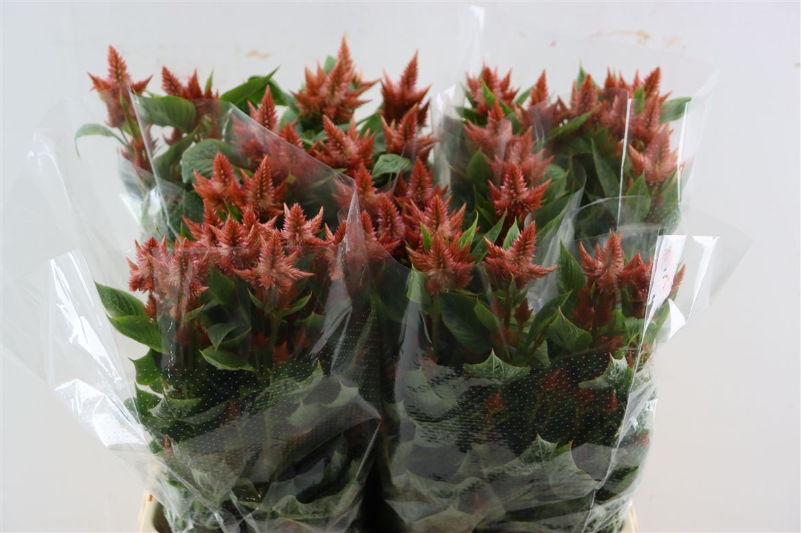 Celosia C Elway Salmon 80cm