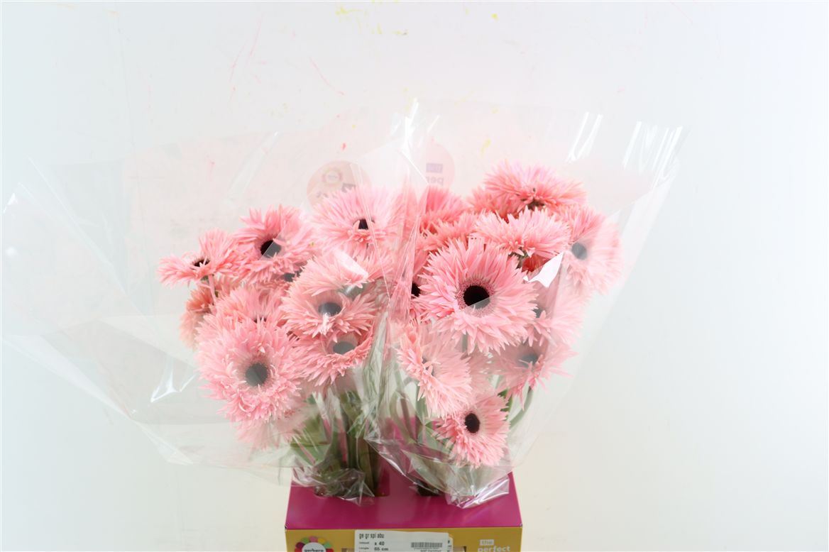 Gerbera Gerspider Abu