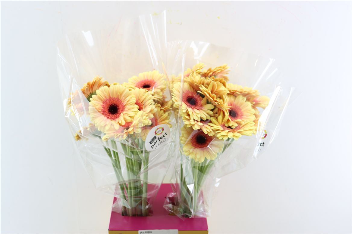 Gerbera Everglow