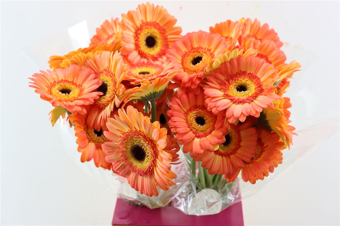 Gerbera Dino+
