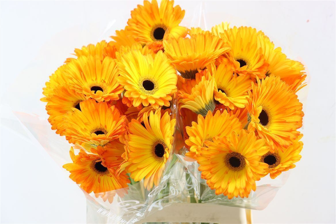 Gerbera Catwalk