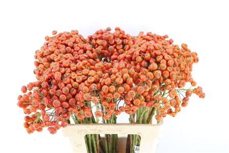 Rosa Magical Delight 60cm