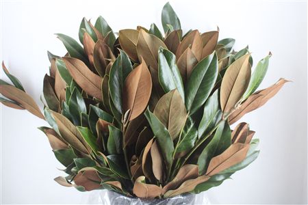 Magnolia Leaves P Bunch
