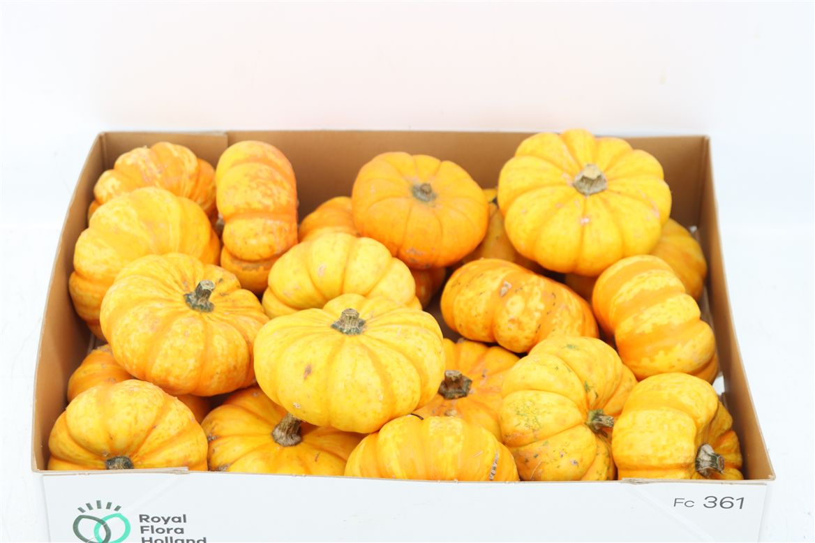Ornamental Fruits Per Piece