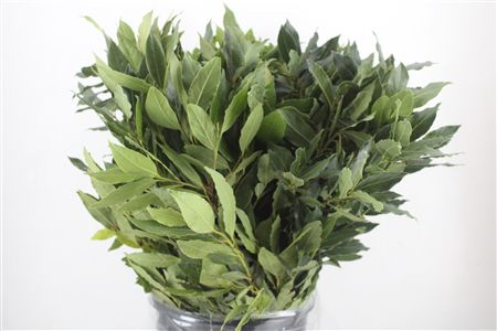 Laurier 300gr P Bunch