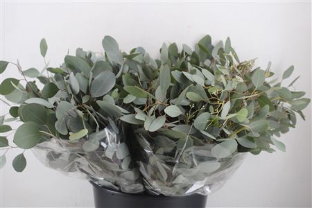Euca Populus Short 150gr P Bunch