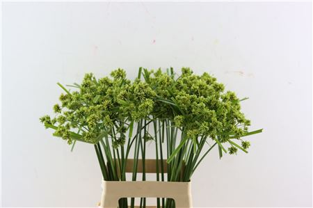 Cyperus Glaber