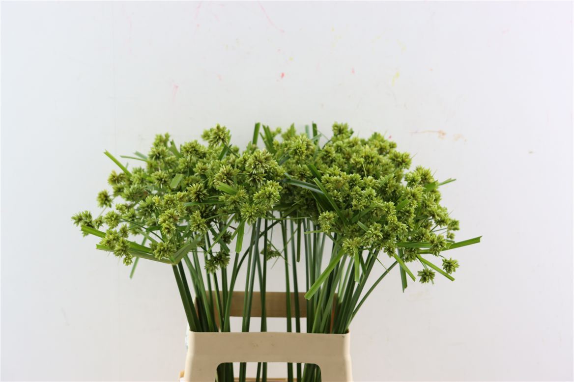 Cyperus Glaber 60cm