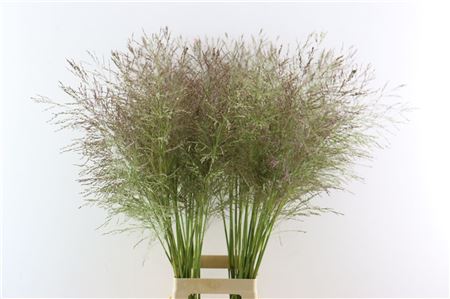 Siergras Panicum Vi Vanilla Splash