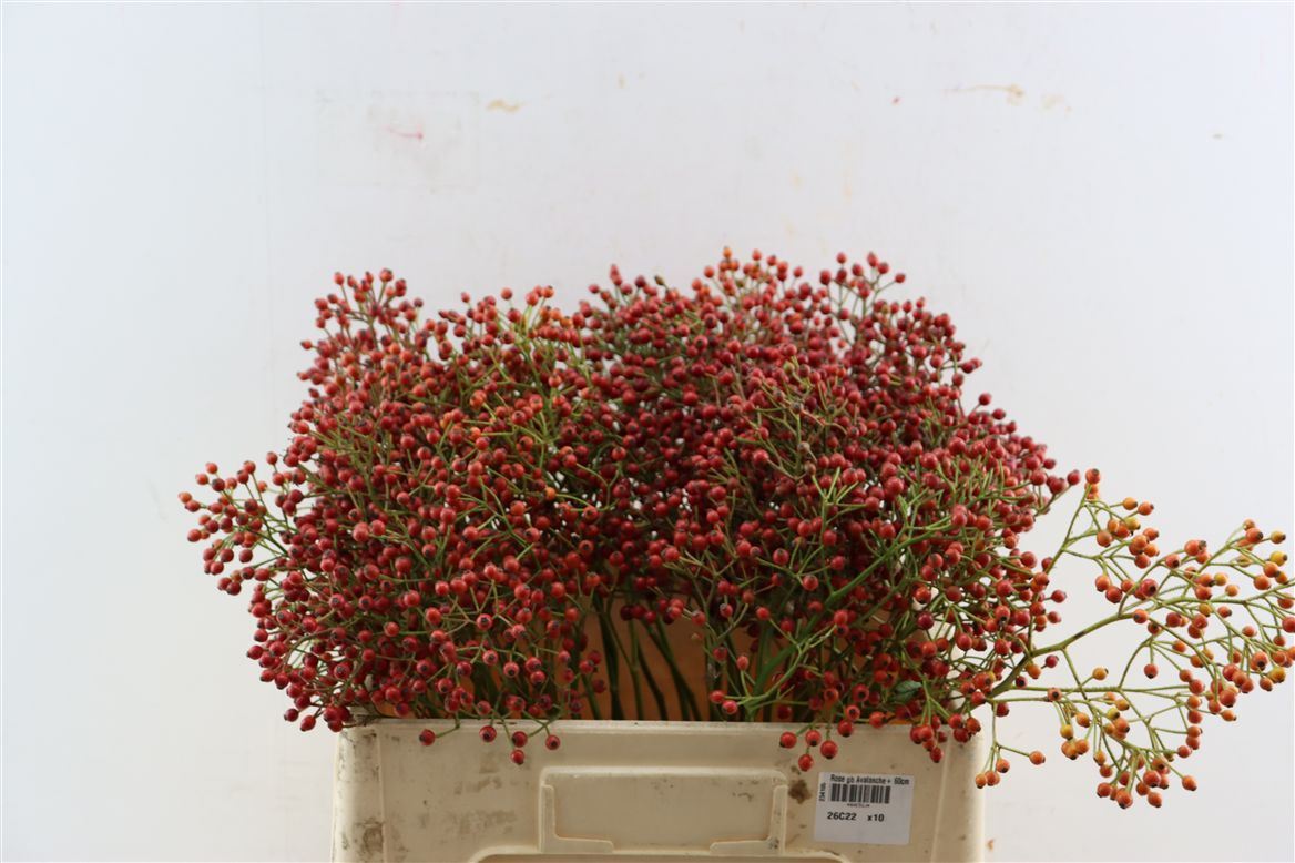 Rosa Mag Red Cascade 45cm