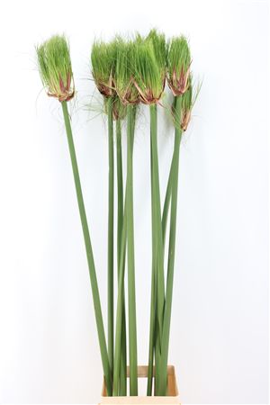 Siergras Cyperus Papyrus