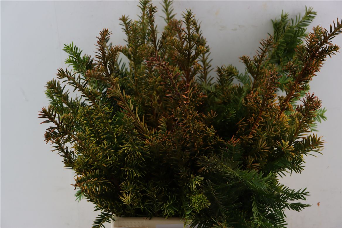 Various Greenery 50cm