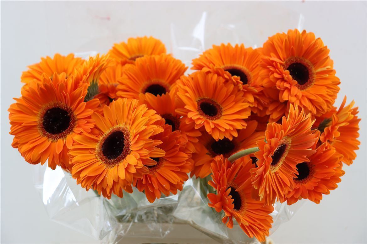 Gerbera Dutch Pride