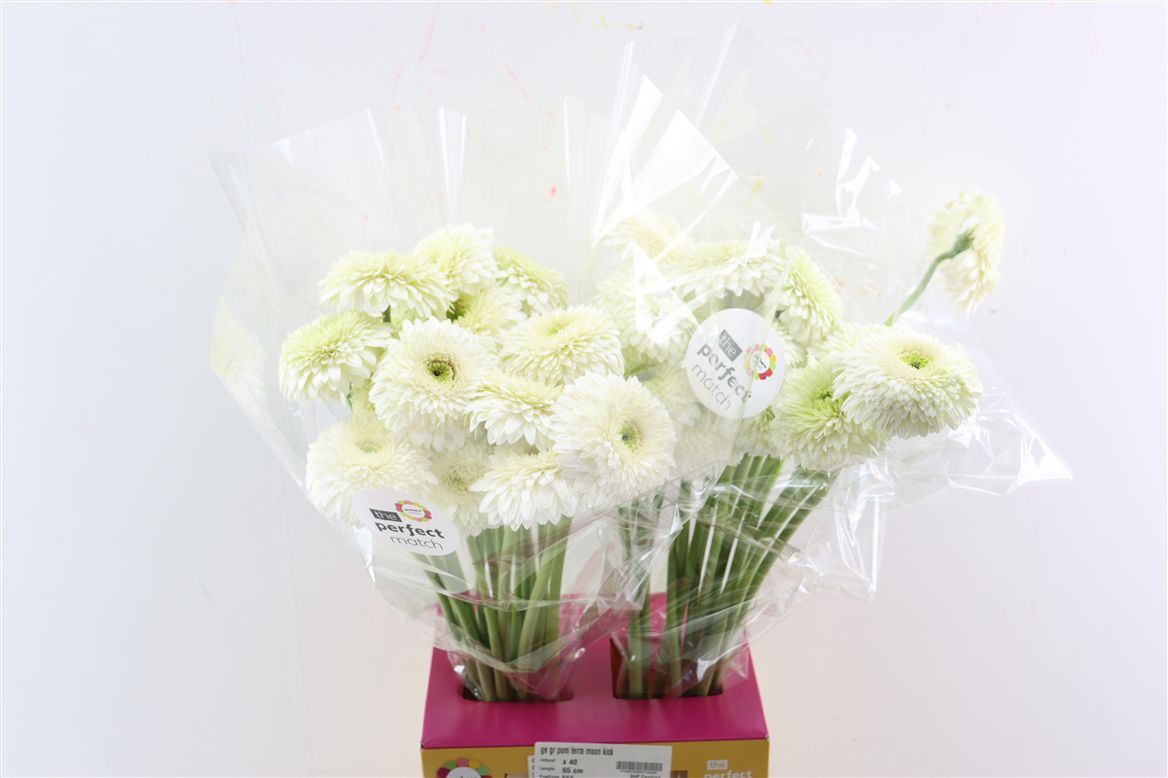 Gerbera Gerrondo Moon Kick