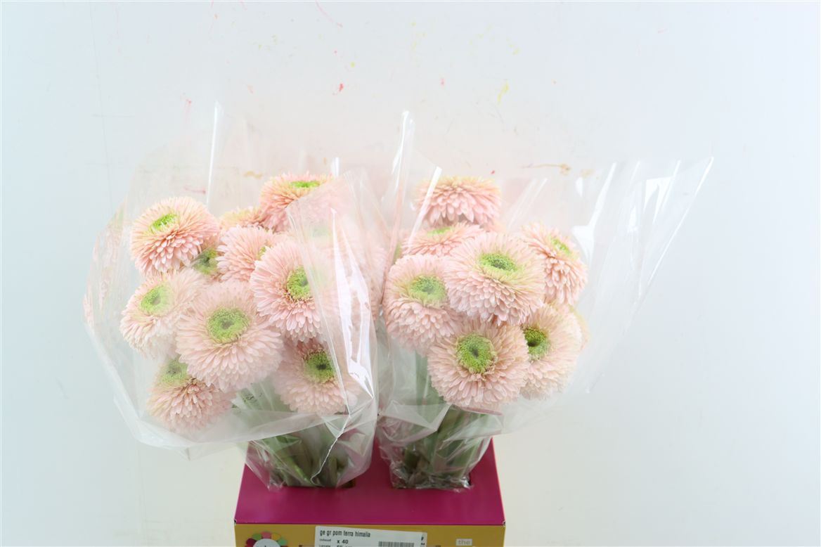 Gerbera Mini Pomponi Gterra Himalaya