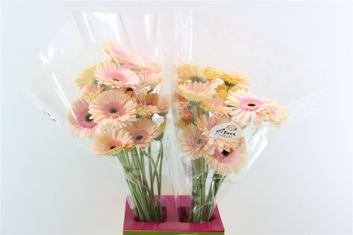 Gerbera Alliance