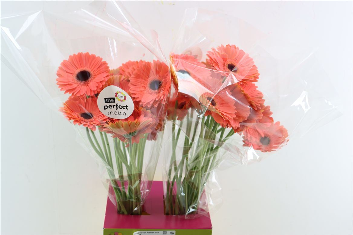 Gerbera Jamilla